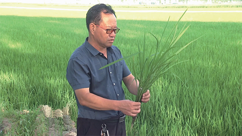 深耕黑土书初心 科技作犁耕沃野——记吉林省四平市圣星生物科技有限公司张文